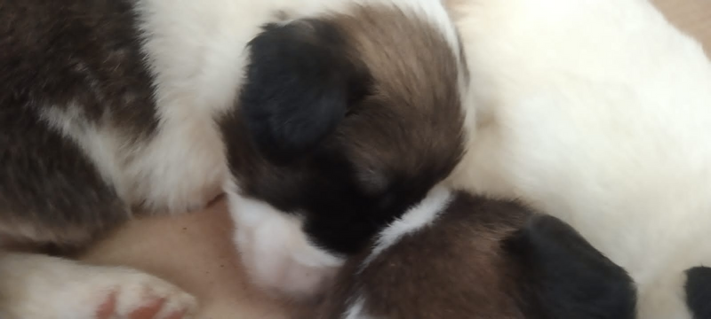 Saint Bernard puppies