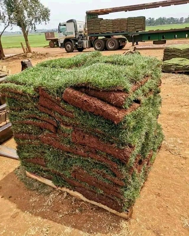 We supply and install all types of grass Lm Berea grass //Kikuyu grass //Buffalo grass