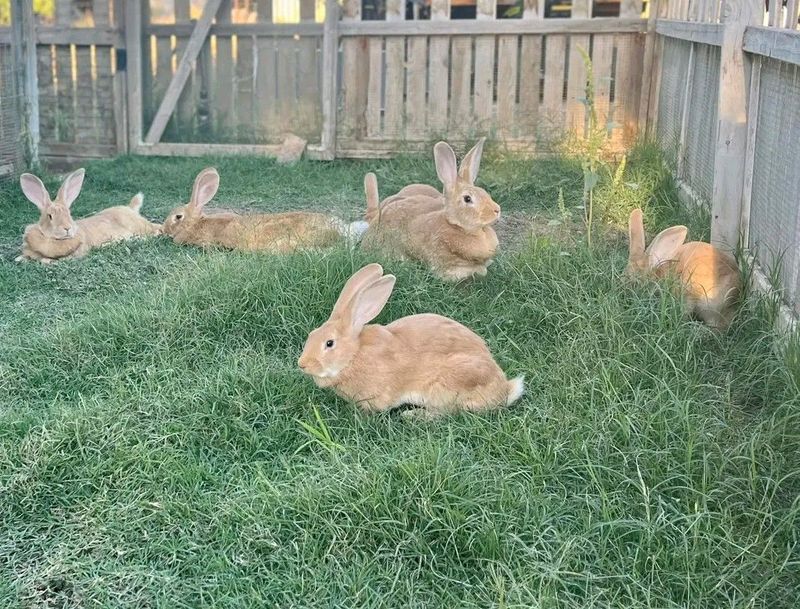 High Quality New Zealand Rabbits For Sale