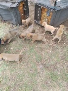 Cats Dogs and Other Pets to Adopt in South Africa Gumtree