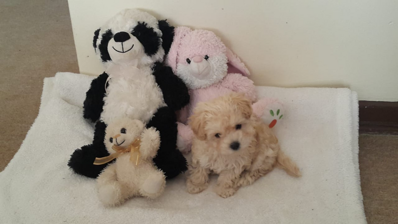 Maltese pure bred miniature toy-teacup size puppies (1 LEFT)