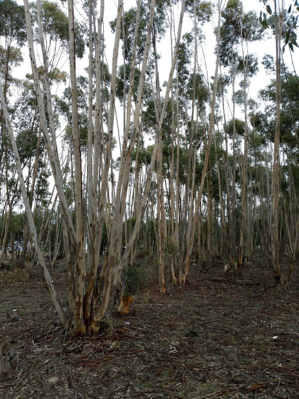 Bluegum Poles