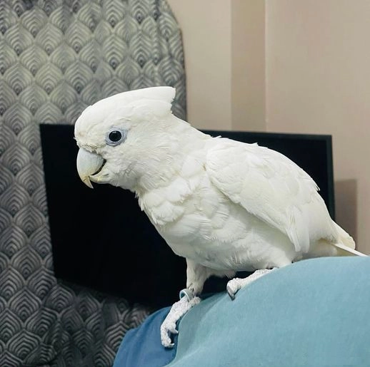 Cockatoo male and female available for R4000 each