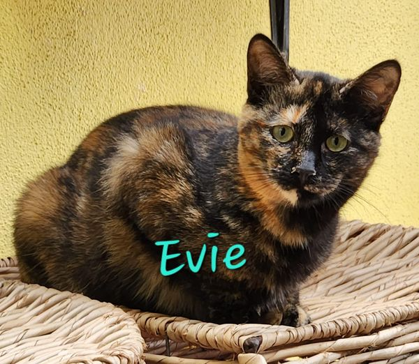 Evie: has an amazing personality and the sweetest little heart, kitten