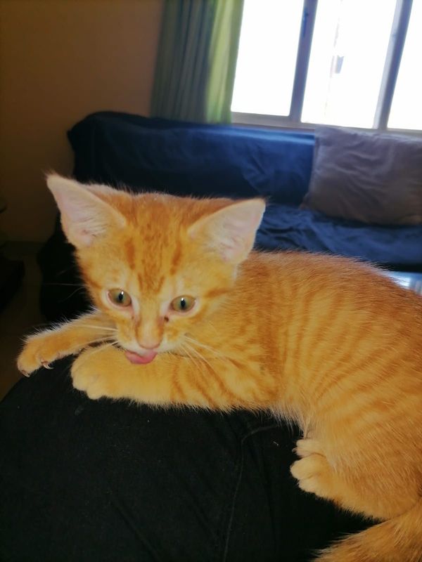 Beautiful ginger kittens for adoption