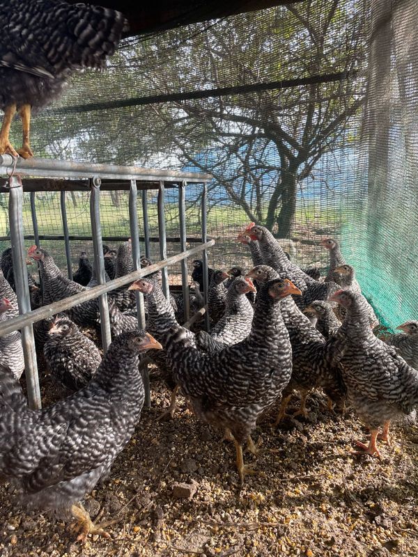 16 week ols Porch Koekoek Chickens