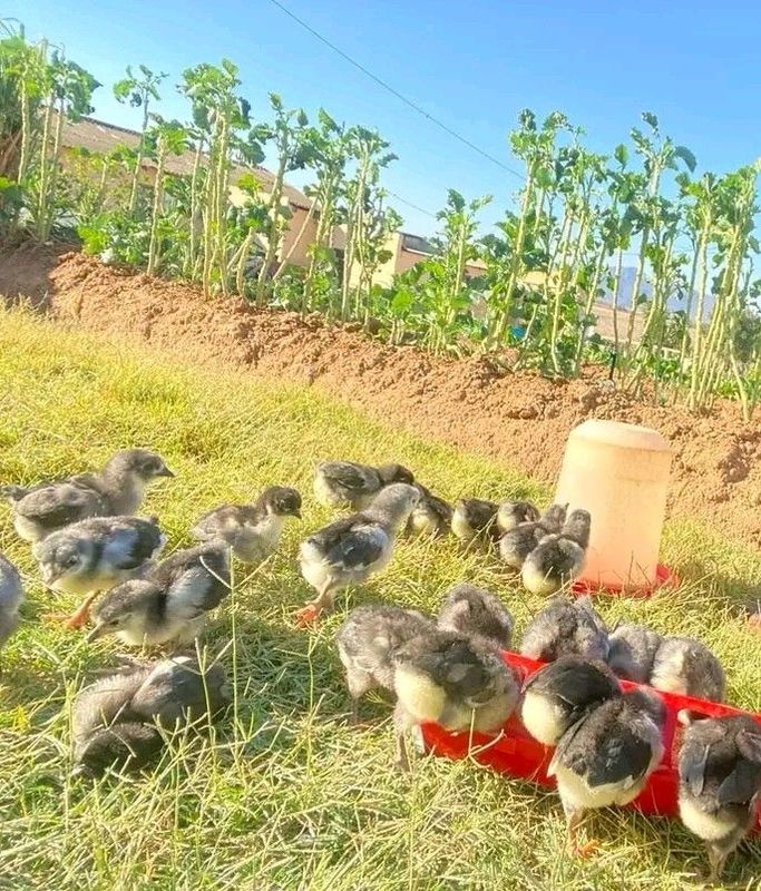 Black Australorps Chicks For Sale
