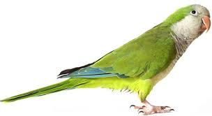 Looking  to adopt a Quaker parakeet