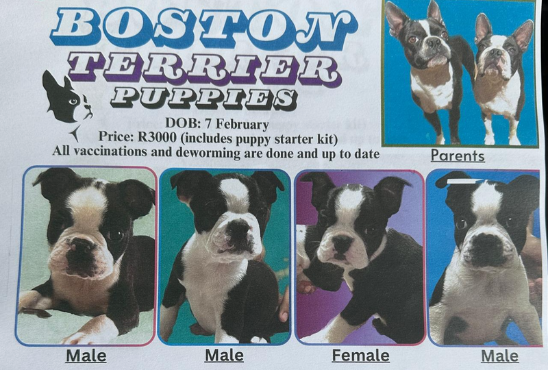 Boston Terrier Puppies