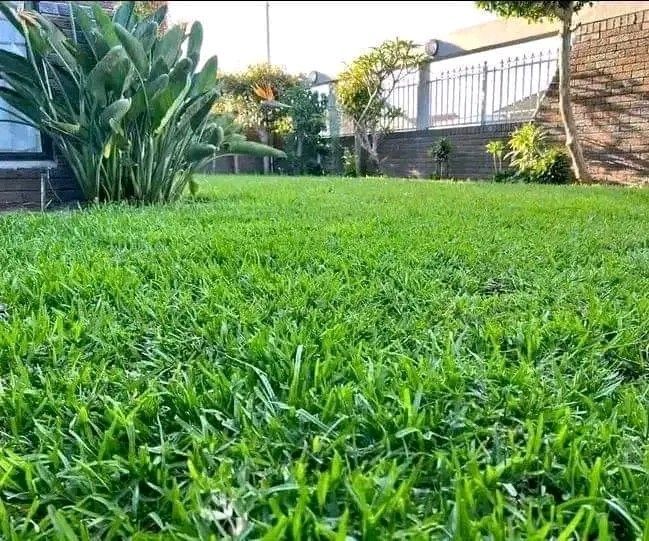 Grass instant lawn