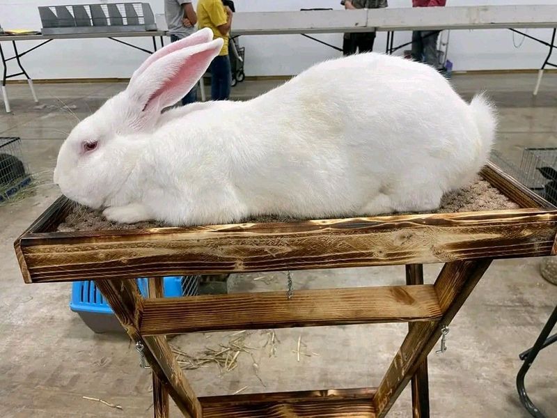 Giant New Zealand Rabbits For Sale