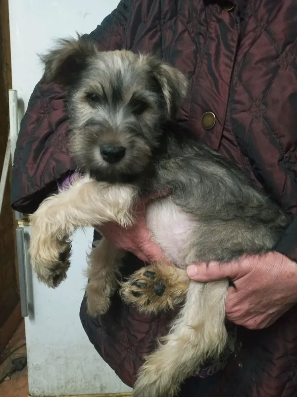 Purebred Male Miniature Schnauzer Puppy