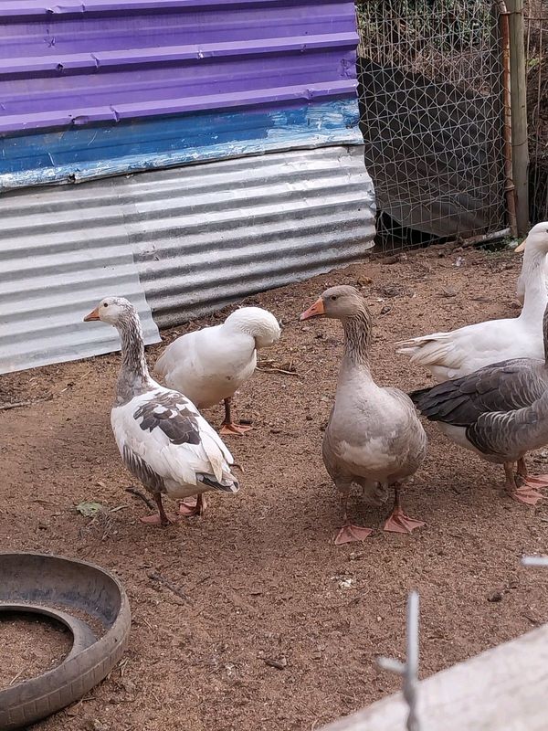 Geese for sale