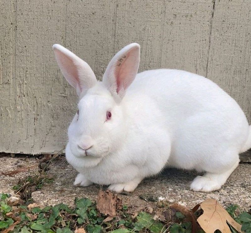 Pure New Zealand White Rabbits For Sale
