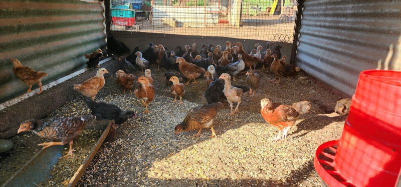 Chickens for sale