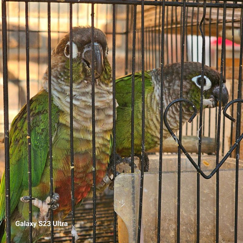 Green cheek breeding pair