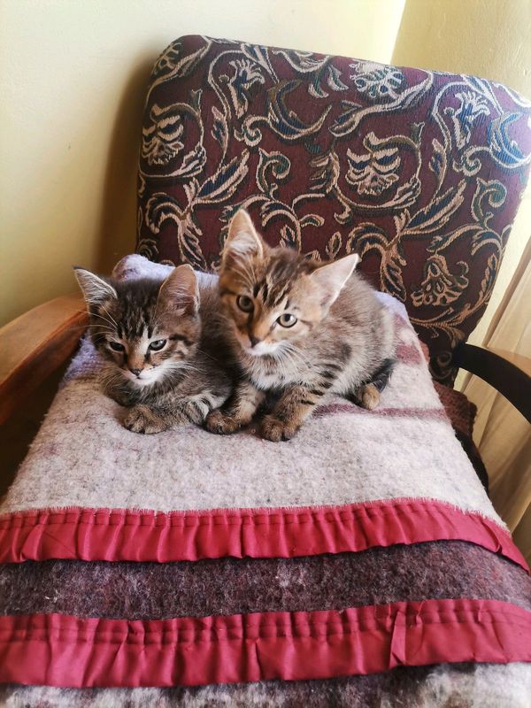 Maine Coon kittens x2 1male 1female 6weeks old Vaccinated and dewormed Reg R7000each