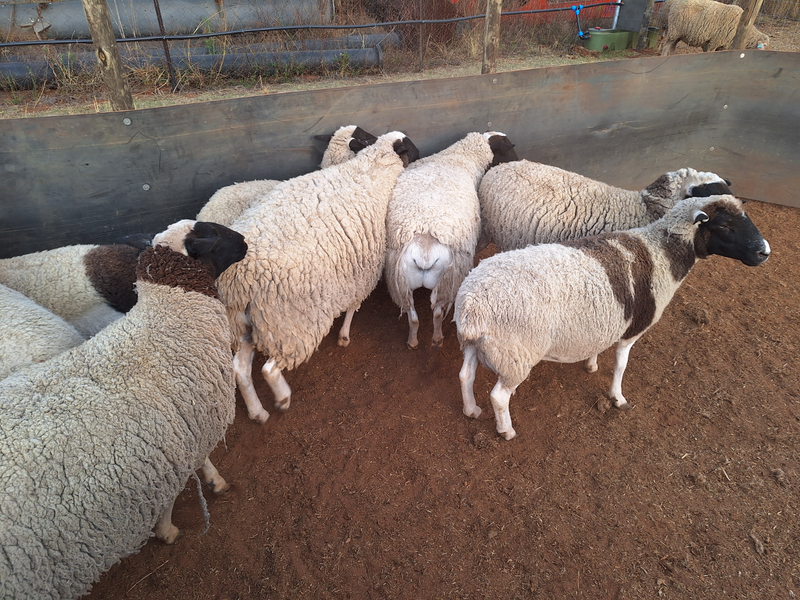 Open dorper ewes