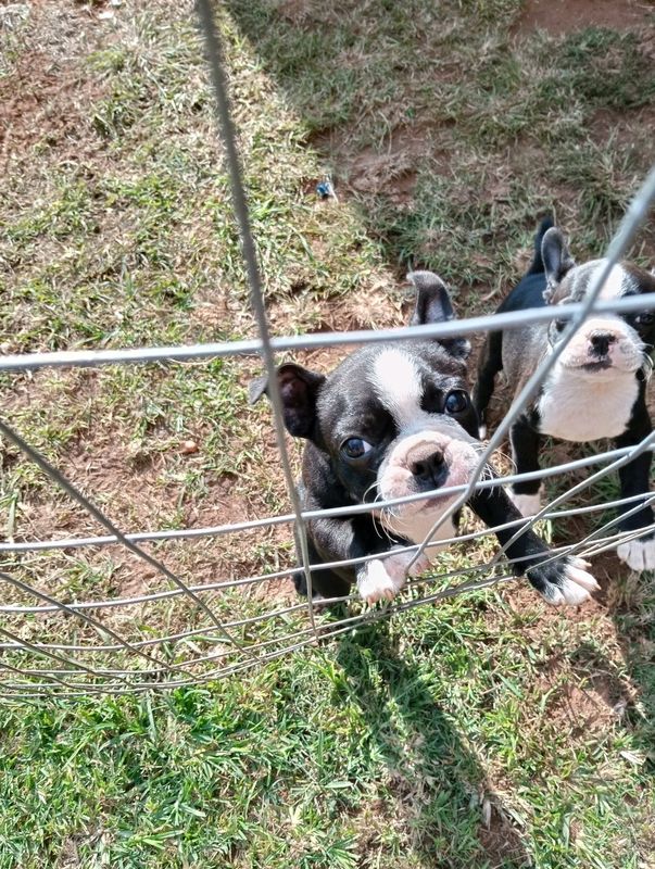 Boston Terrier puppy&#39;s for sale