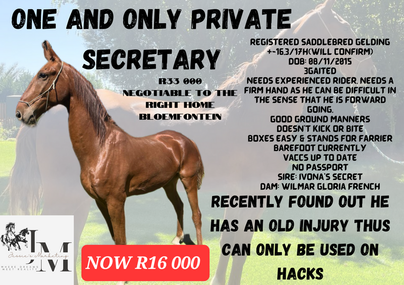 Saddlebred gelding for hacking only