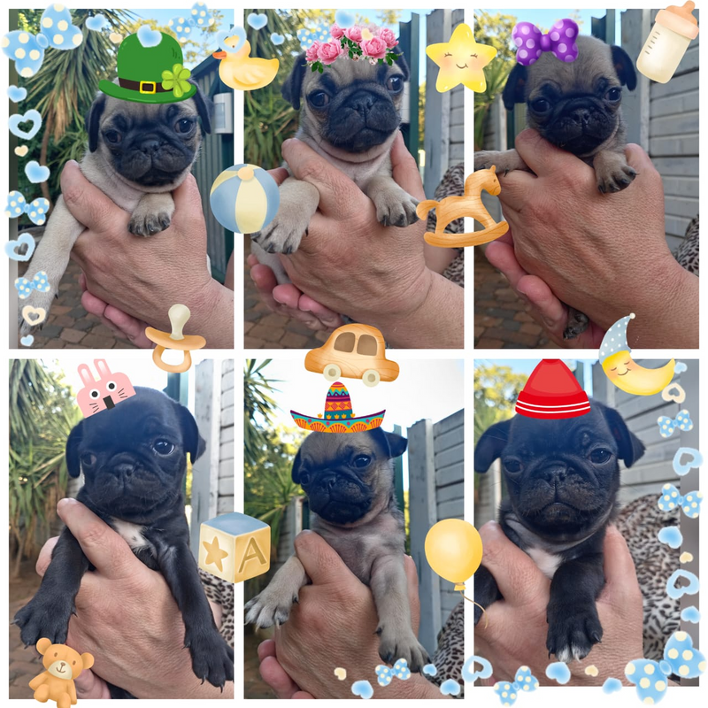 Adorable cute pug puppies for sale