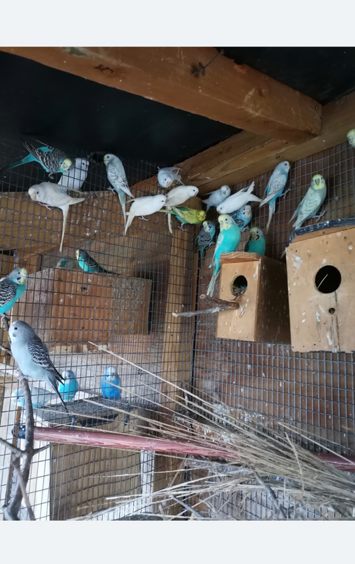 Budgies - Ad posted by Jenni moodley