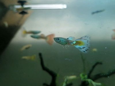 Show guppies for sale