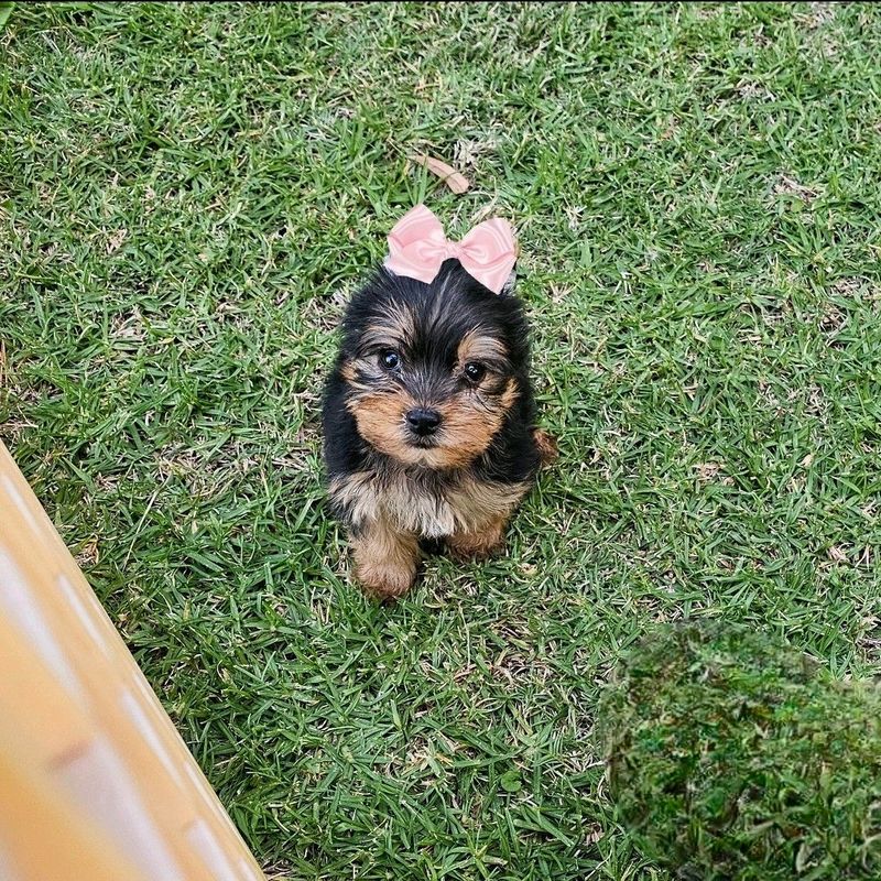 Female Yorkie puppy available to go healthy clean