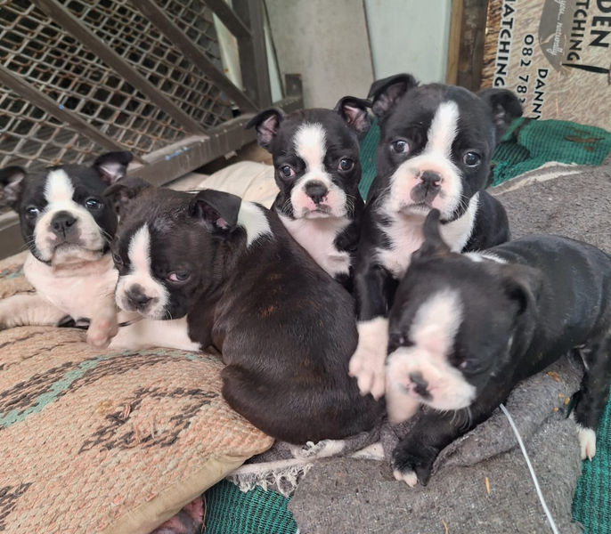 Gumtree boston terrier puppies fashion for