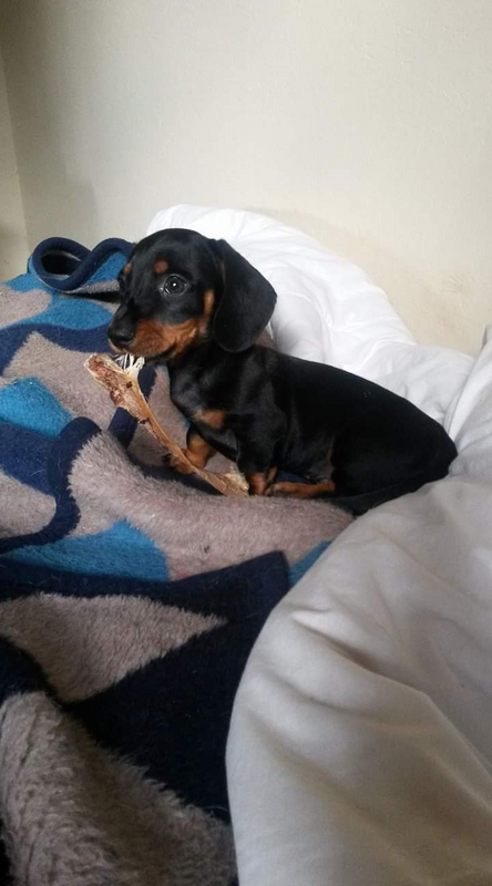Beautiful miniature dachshund puppies available. R3500.00