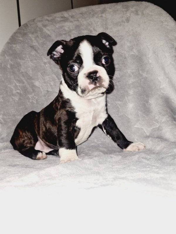 Boston Terrier Male (Ozzy)