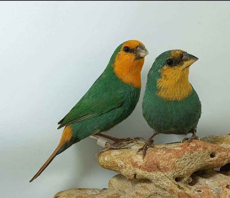 Seagreen parrot finches for sale