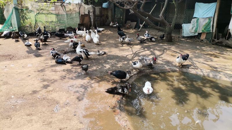 Muscovy Ducks: WHITE/GREY/BLACK and Mix colour for sale