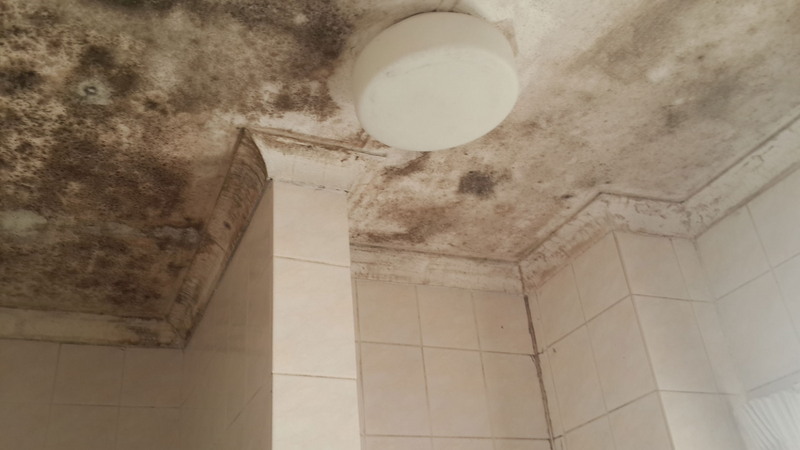 Bathroom Mould (Mold, Mildew, Algae) Removal