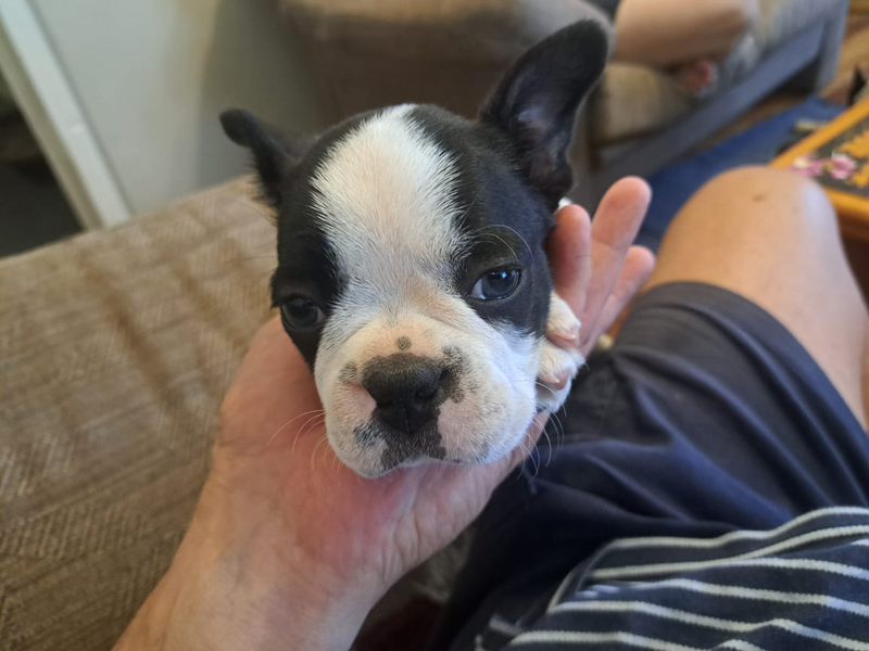 Boston Terrier Male Puppy