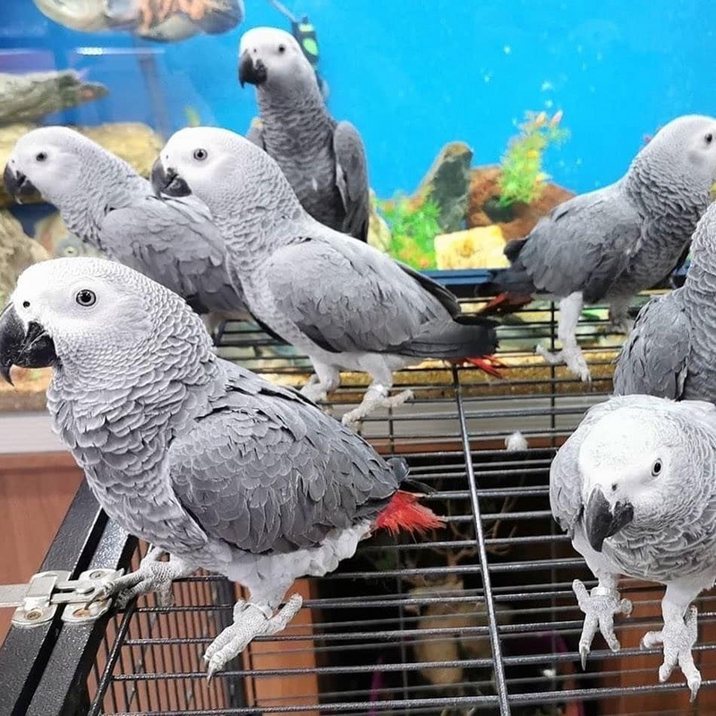 Pair African grey parrots for sale in Pretoria
