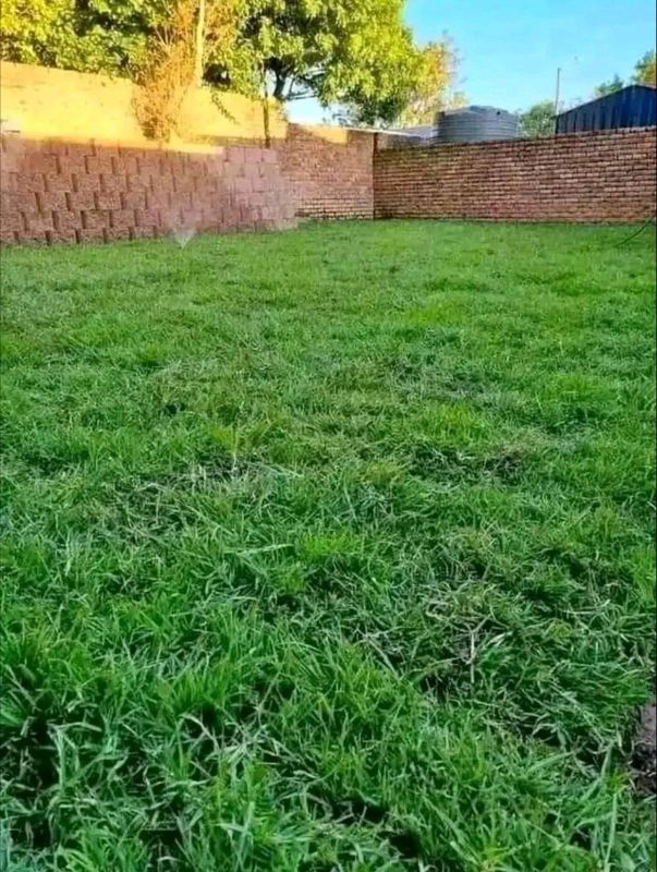 instant grass