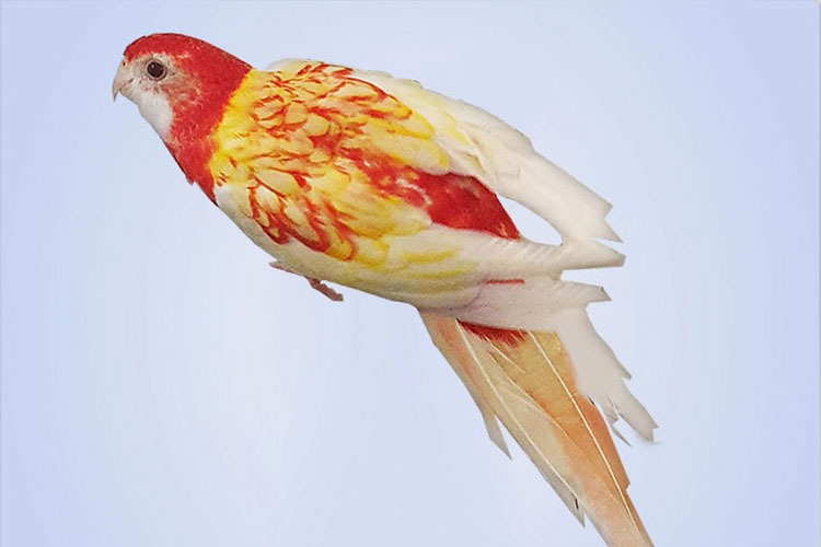 ROSELLA,S FOR SALE /WANTED