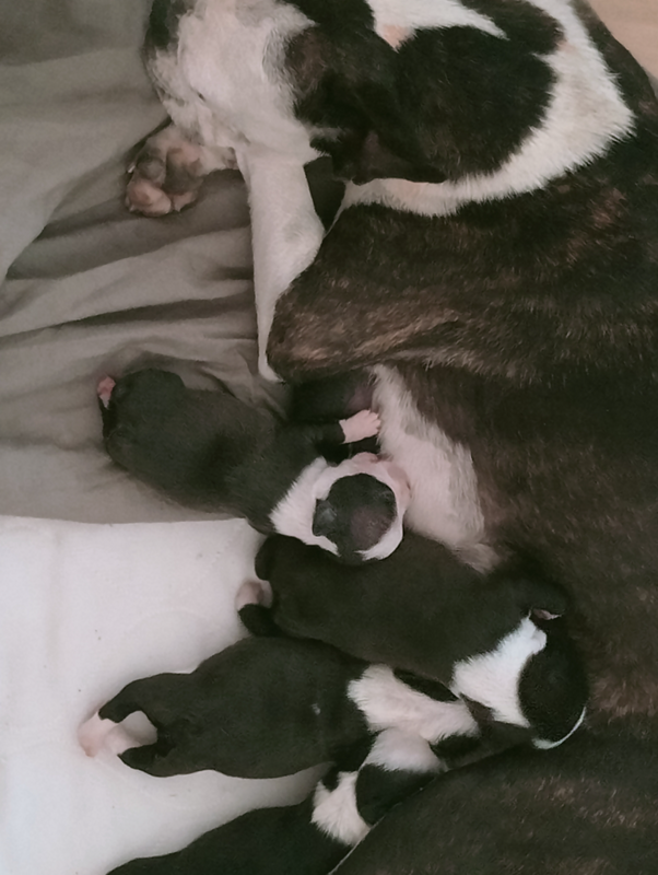 Boston terriers puppies