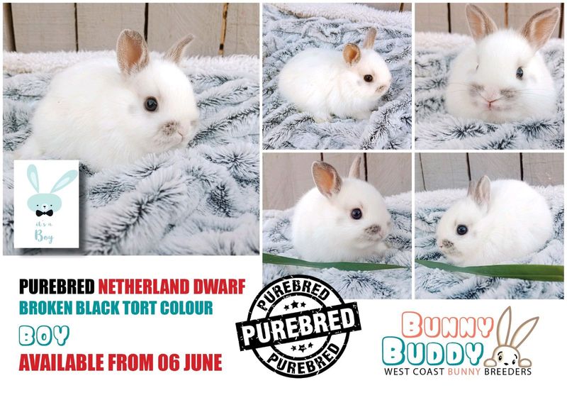 Purebred Netherland Dwarf Rabbits Available