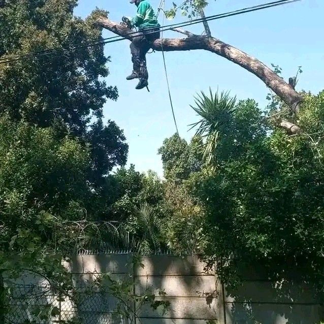 tree felling and garden service in durban and surrounding areas.