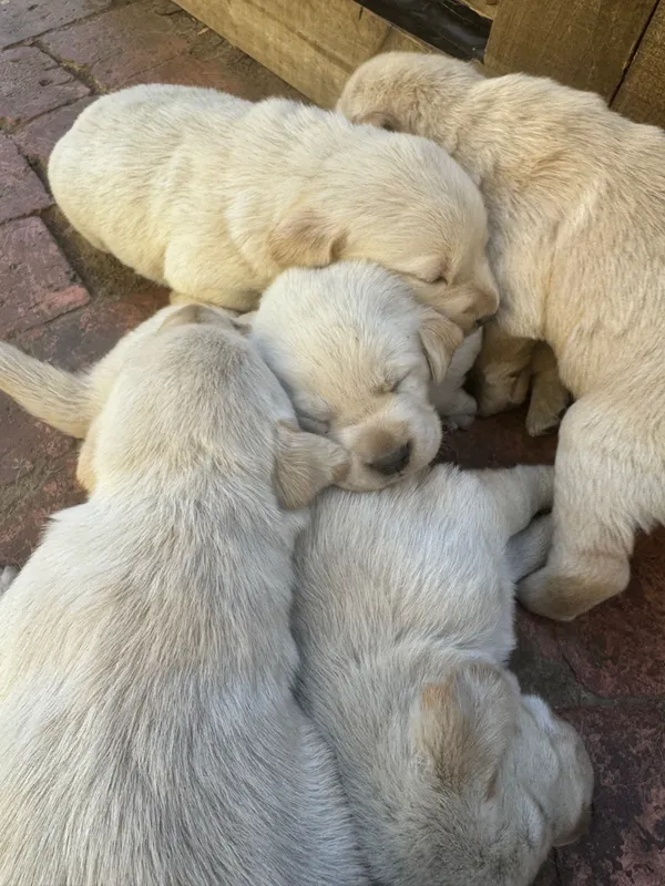 Labrador Puppies for Sale in Alberton