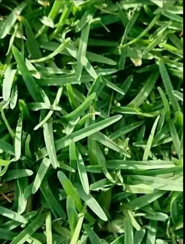 We supply kikuyu grass//Buffalo grass and Lm Berea instant roll on lawn weed free straight from the