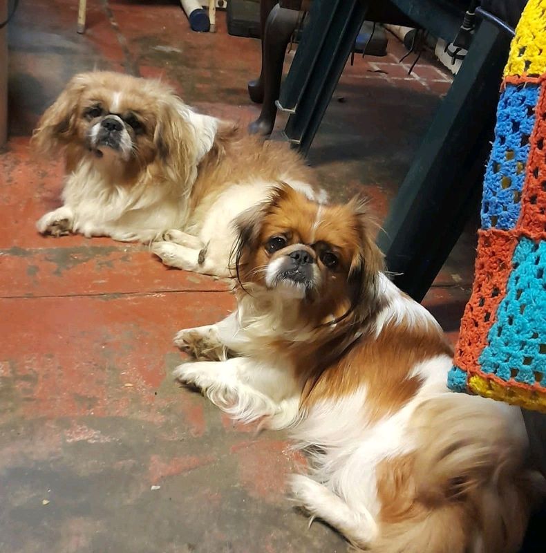 Pekingese puppies