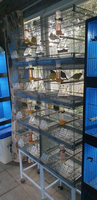 Canary breeding cages for sale Port Elizabeth