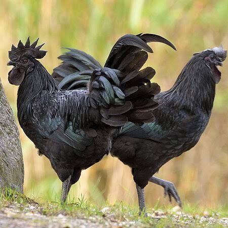 Looking for a pair of Ayam Cemani