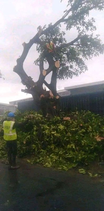 P. M TREE FELLING AND  GARDEN  SERVICE