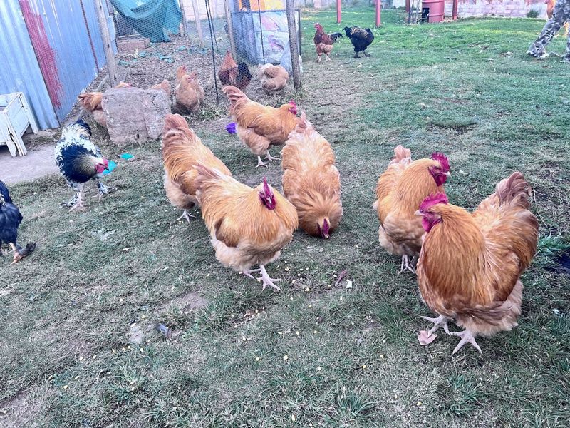 Orpington and Brahma Roosters For Sale