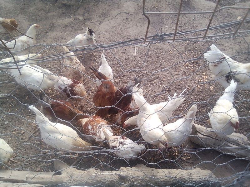 Roosters for sale