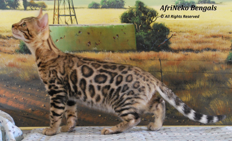 Bengal kittens - registered